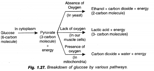 NCERT Solutions for Class 10 Science Chapter 6 Life Processes 1